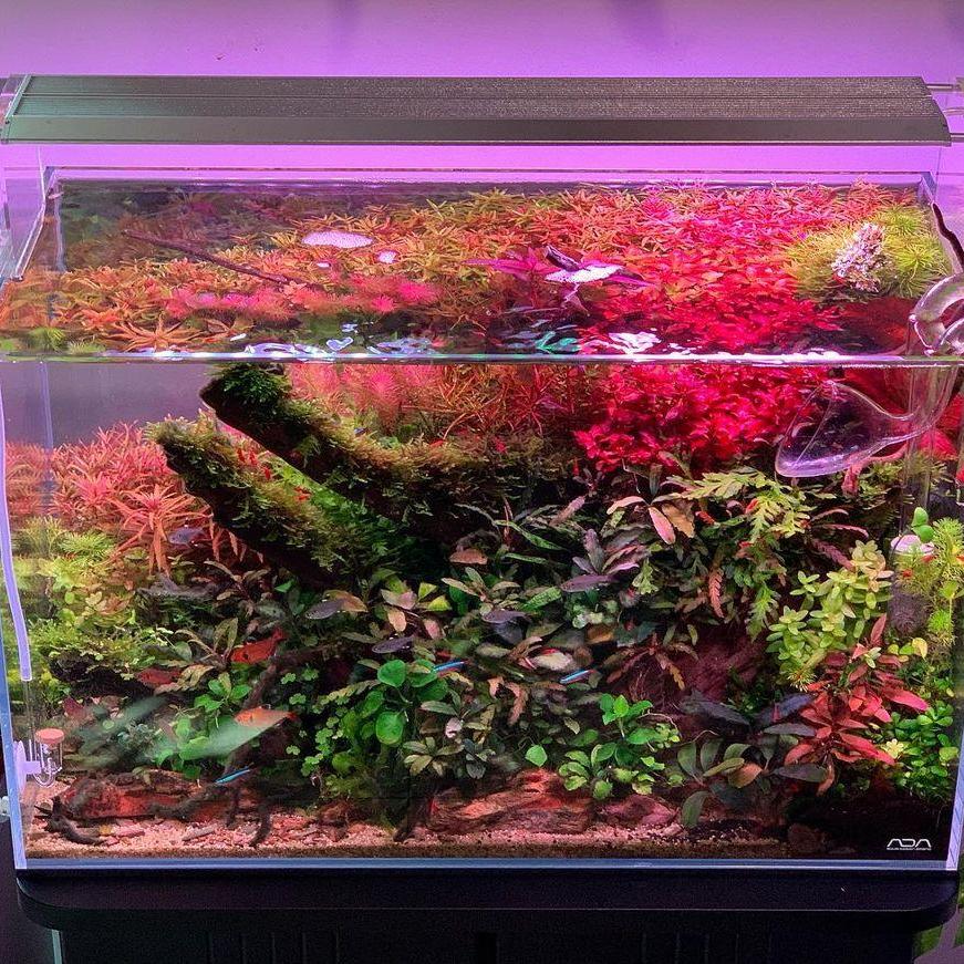 WEEK AQUA Luz LED Vívida para  - Marine Aquarium Reef reseña y precio